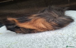 Guinea Pig rodents for sale: Baby Female Guineapigs  - Image 8