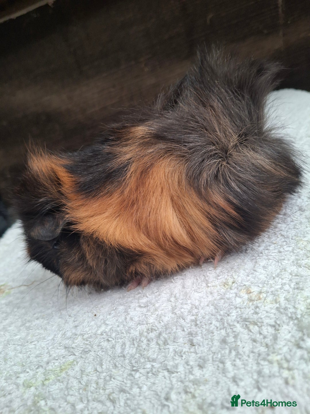 Guinea Pig rodents for sale: Baby Female Guineapigs  - Image 8