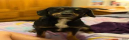 Mixed Breed dogs for sale: Cocker x Australia kelpie  in Chard - Advert 4