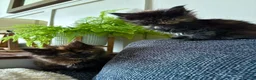 Maine Coon cats for sale: Adorable mainecoon kittens  - Advert 2