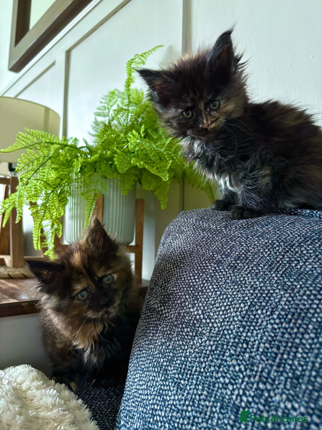 Maine Coon cats for sale: Adorable mainecoon kittens  - Advert 2