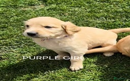 Golden Retriever dogs for sale: KC GOLDEN RETRIEVER PUPPIES HEALTH TESTED PARENTS  - Image 15