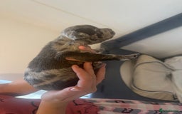 Mixed Breed dogs for sale: American bull staff puppies  - Image 23