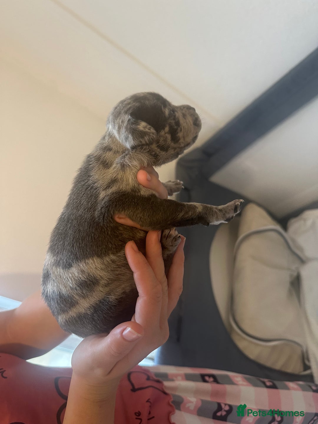 Mixed Breed dogs for sale: American bull staff puppies  - Image 23