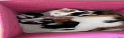 Mixed Breed cats for sale: Beautiful kittens  - Advert 13