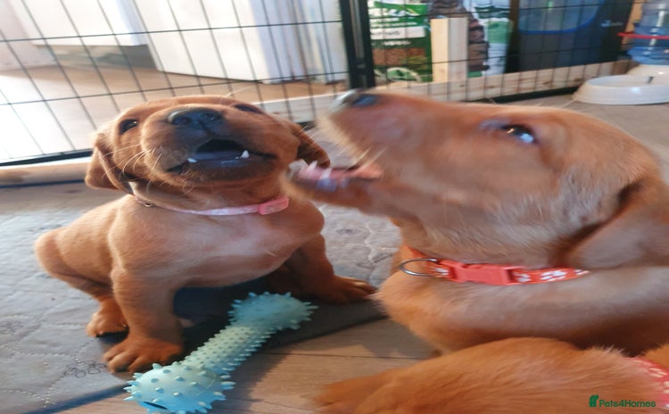 Labrador Retriever dogs - Advert 12