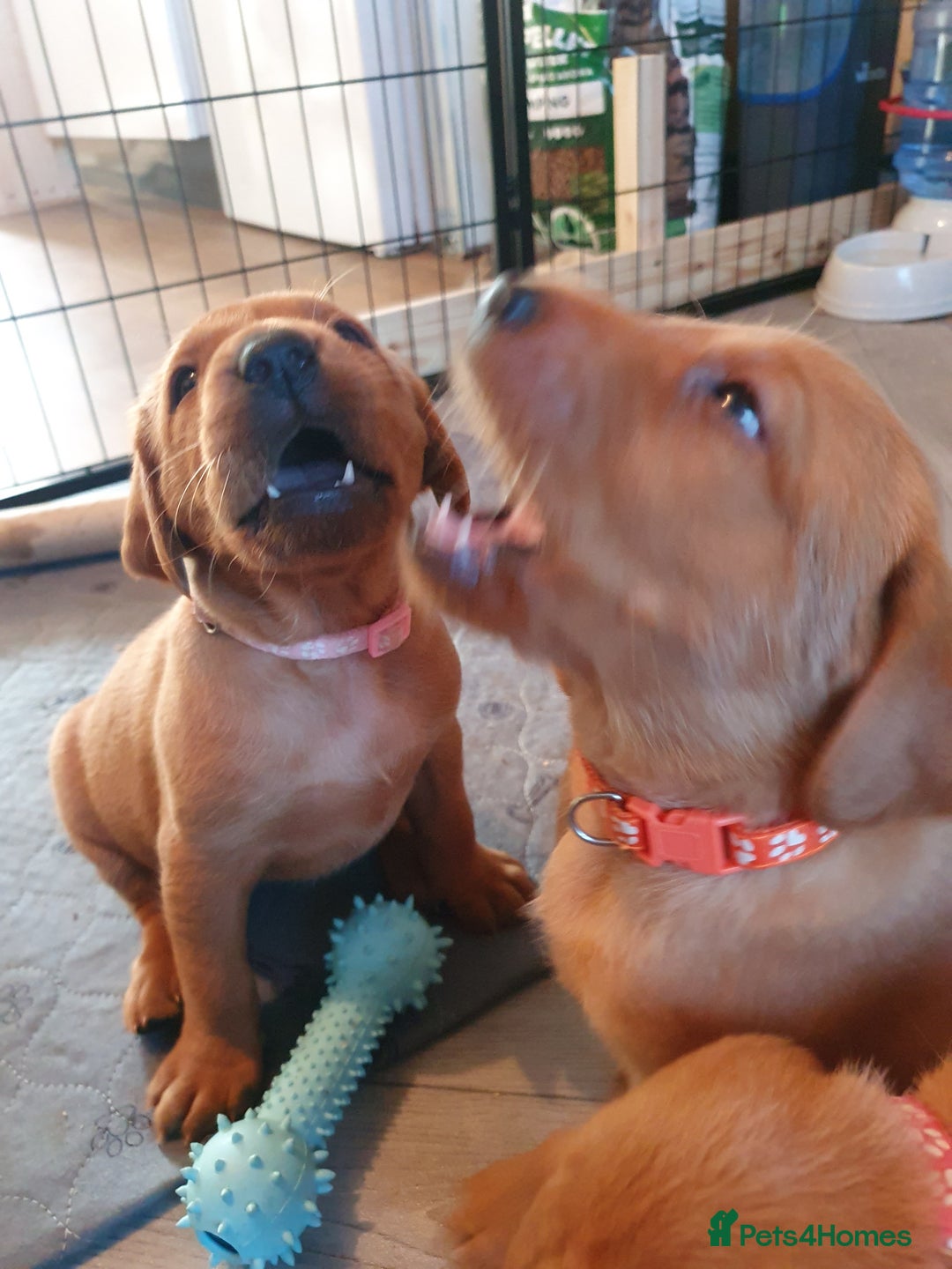 Labrador Retriever dogs for sale: **Only 2 Girls Left** Fox Red Labrador Puppies - Image 12