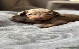 Miniature Dachshund dogs for sale: Adorable Miniature Dachshund Puppies ! 🐾 - Image 8