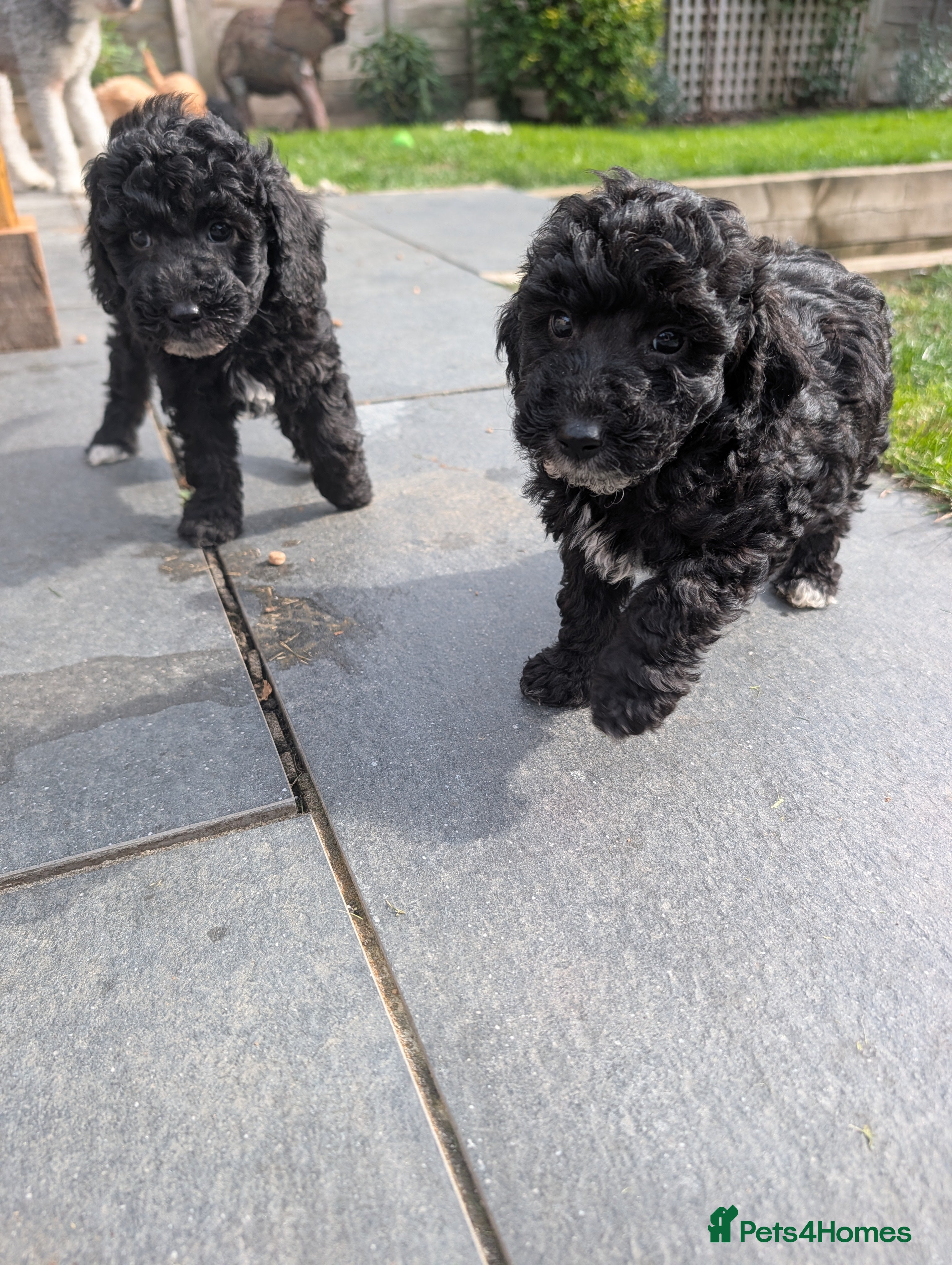 Sheepadoodle dogs Sheepadoddles Ready to Leave Now! - Advert 1