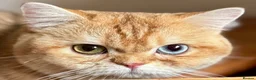 British Shorthair cats for sale: 🐾Golden British Shorthair Kittens🐾 - Advert 27