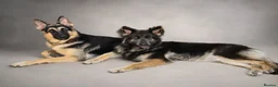 German Shepherd dogs for stud: Harvonock's King Koda @ stud - Advert 23