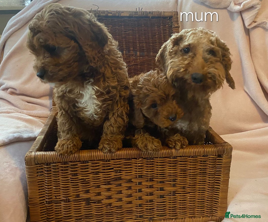 Cavapoo dogs for sale: 4 adorable Cavapoo puppies - Advert 1