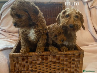 Cavapoo dogs 4 adorable Cavapoo puppies - Advert 2