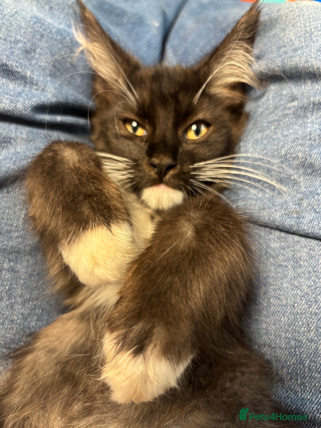 Maine Coon cats for sale: REDUCED gorgeous Maine coon /Ragdoll kittens  - Image 19