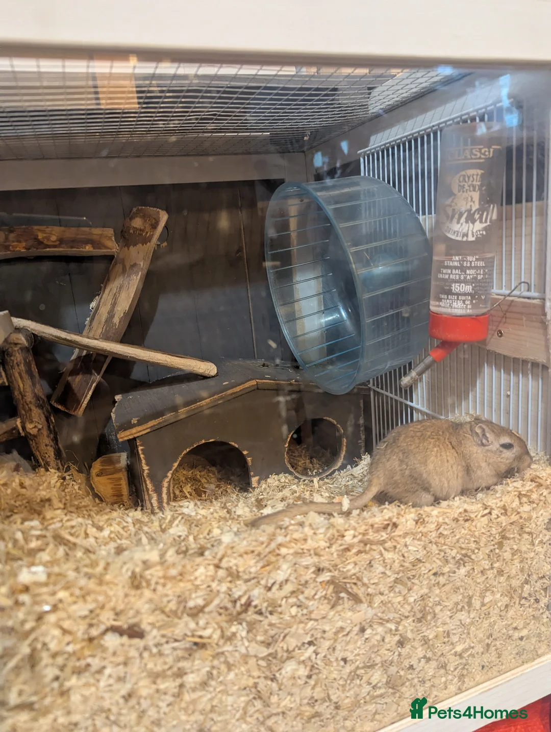 Gerbil rodents for sale: 2 gerbits girls  - Advert 2