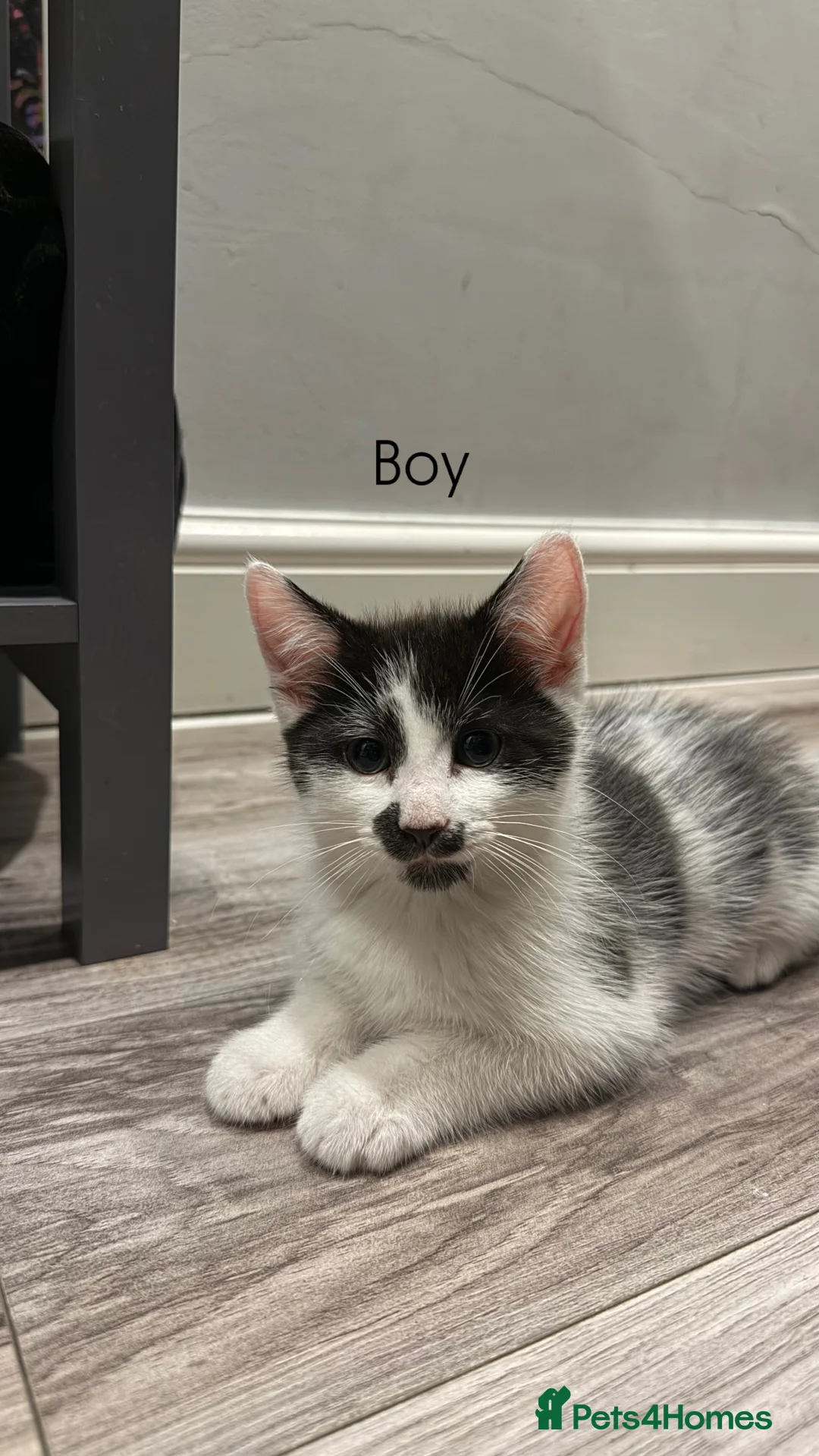 Mixed Breed cats for sale: Kittens for sale 🙌🏽 in London - Advert 4