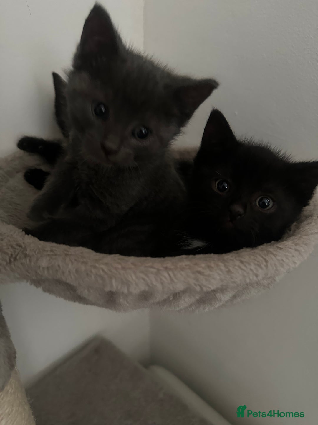 Mixed Breed cats for sale: 4 beautiful kittens - Advert 3