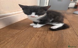 Domestic Shorthair cats for sale: 2 loving family playful kittens - Image 6