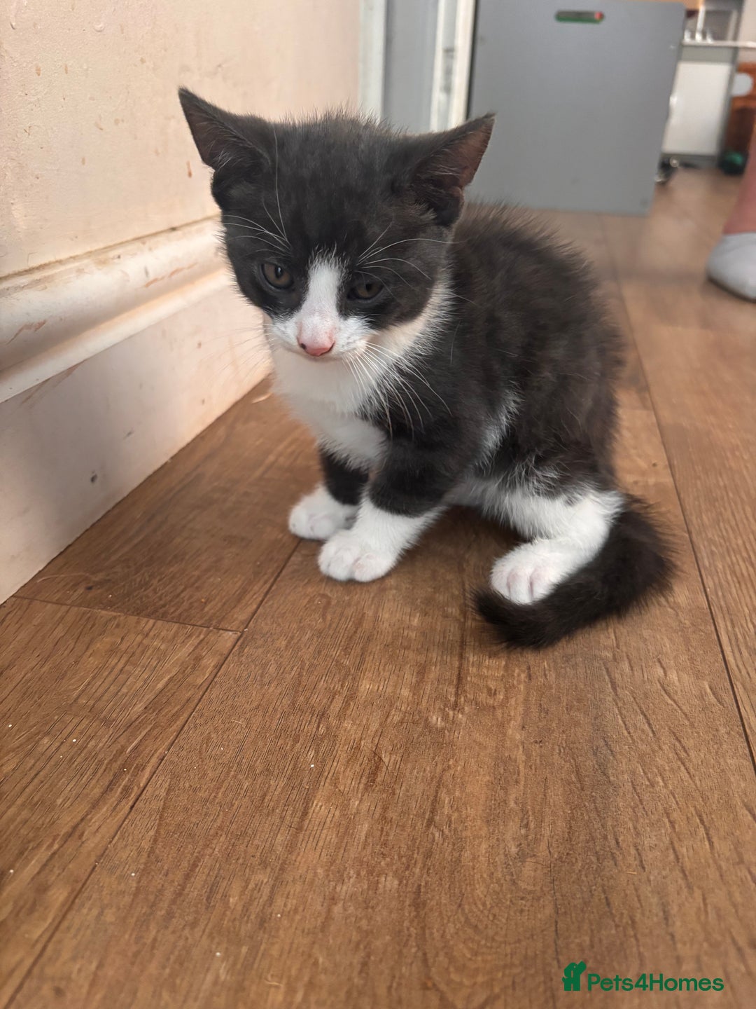 Domestic Shorthair cats for sale: 2 loving family playful kittens - Image 6