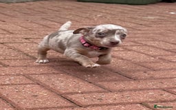 Jack Russell dogs for sale: Jack Russell puppys - Image 6