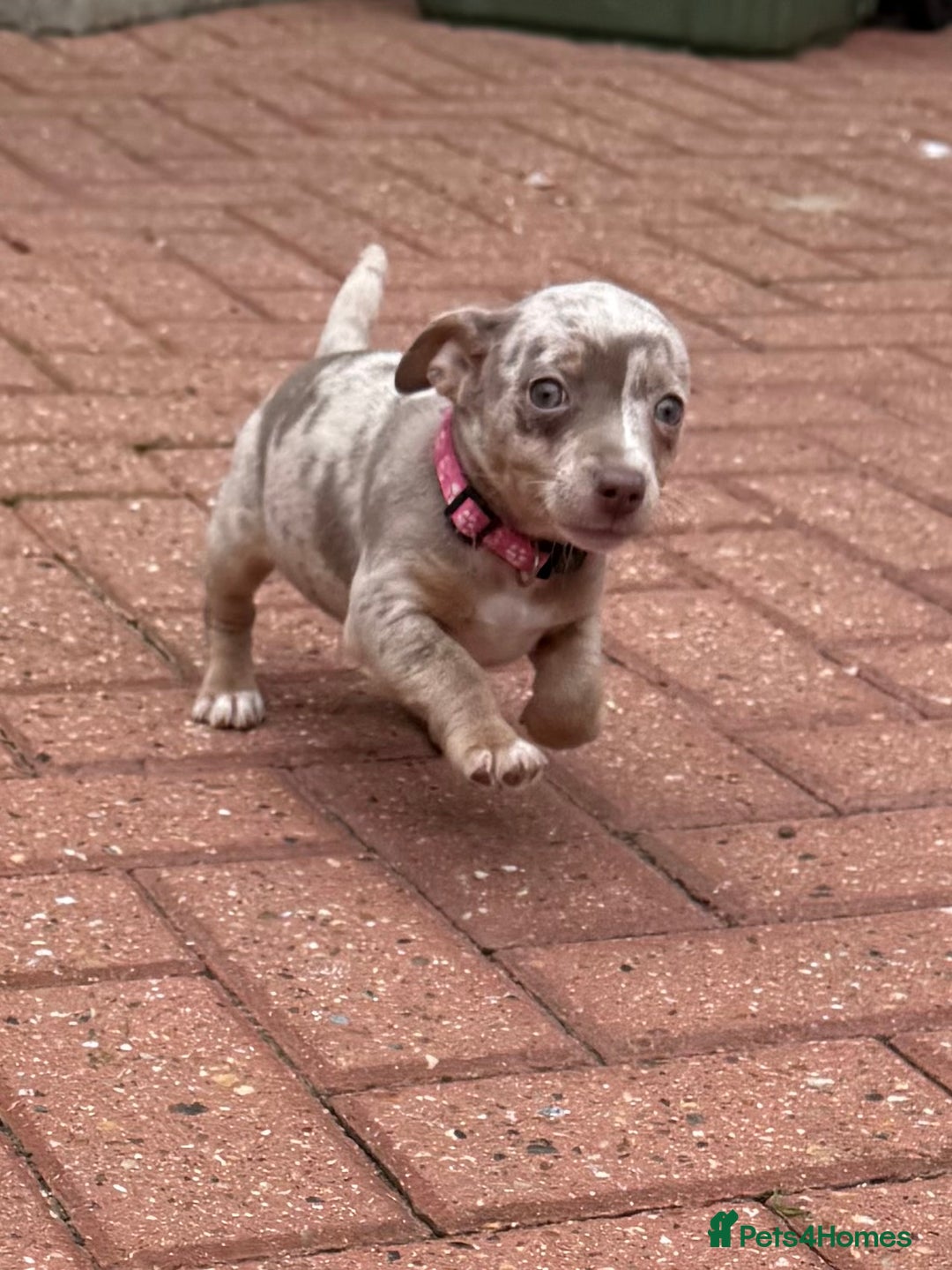 Jack Russell dogs for sale: Jack Russell puppys - Image 6