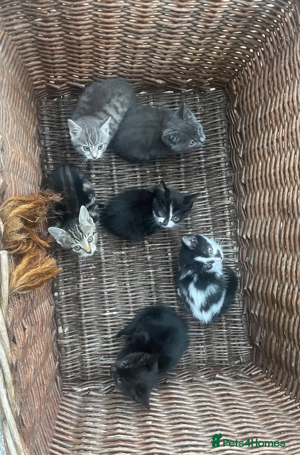British Shorthair cats 6 x BEAUTIFUL kittens for sale!  - Advert 16