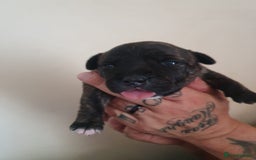 Staffordshire Bull Terrier dogs for sale: The Most Beautiful Staffy Puppies - Image 2