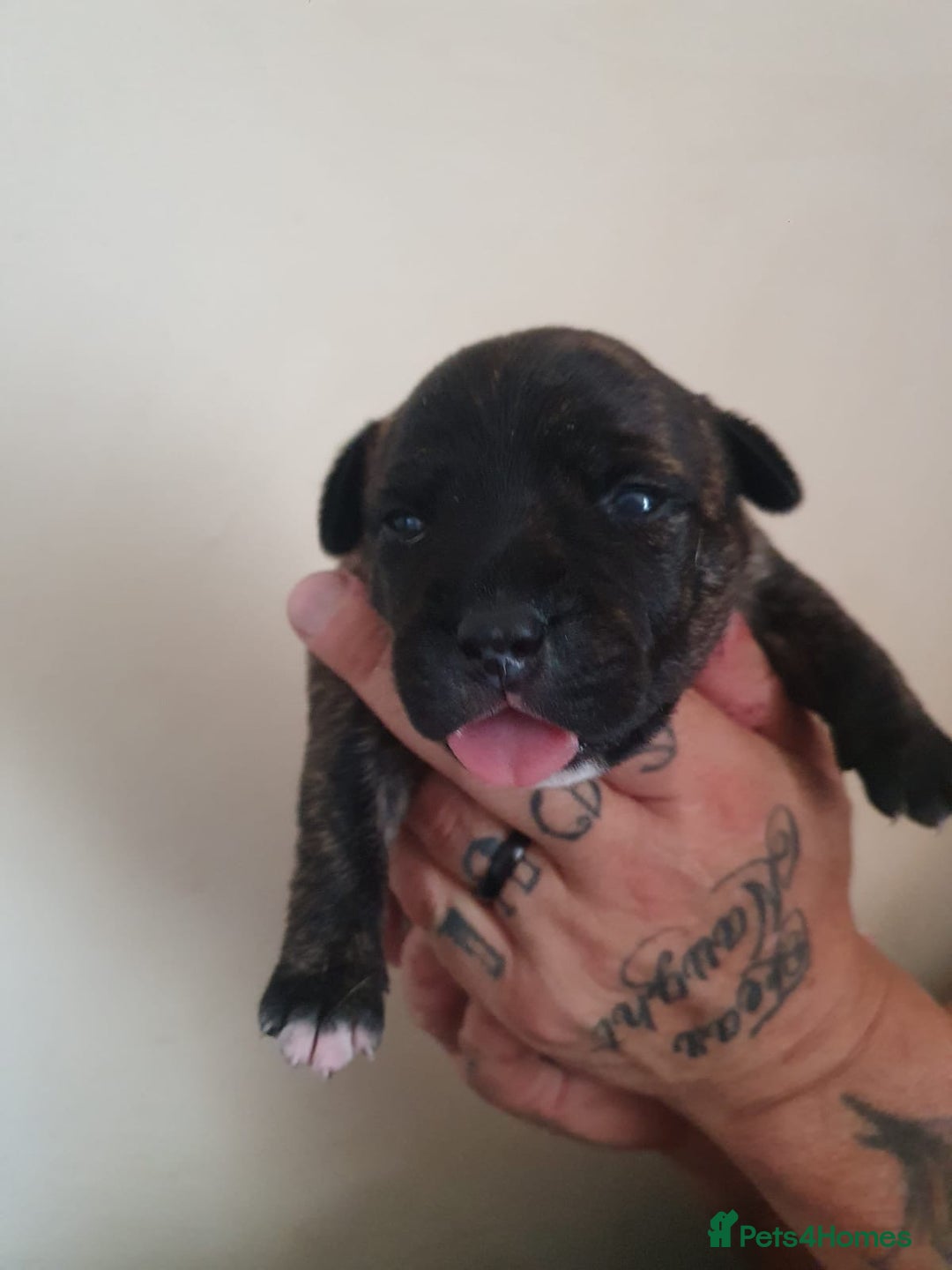 Staffordshire Bull Terrier dogs for sale: The Most Beautiful Staffy Puppies - Image 2