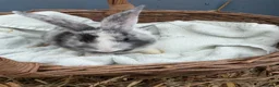 Continental Giant rabbits for sale: Giant continental bunny’s  - Advert 4