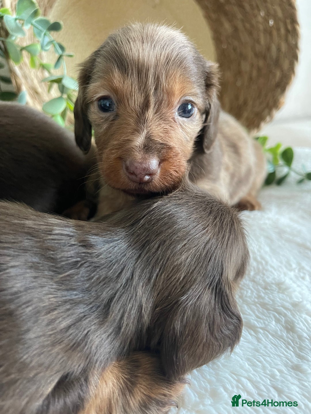 Miniature Dachshund dogs for sale: STUNNING DNA CLEAT MINI DACHSHUNDS - Advert 7