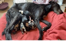 Whippet dogs for sale: Whippet/bedlington + whippet/collie - Image 14