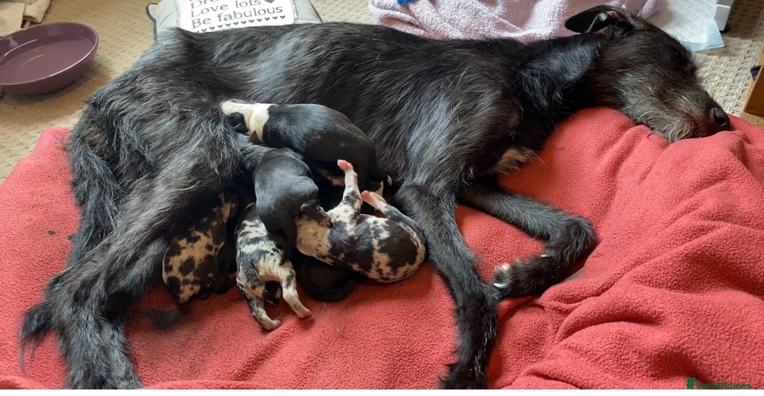 Whippet dogs for sale: Whippet/bedlington + whippet/collie - Image 14