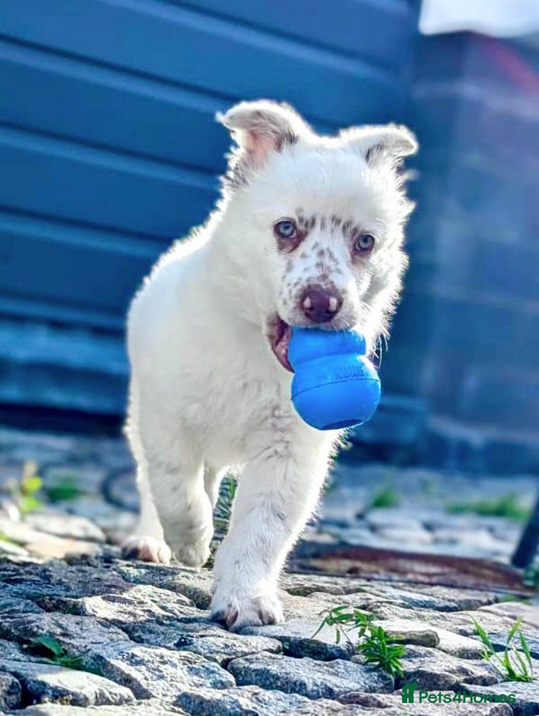 Border Collie dogs for sale: Lovely little Border Collie Puppy - Advert 1
