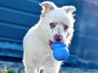 Border Collie dogs Lovely little Border Collie Puppy - Advert 1