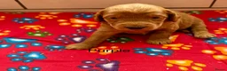 Labradoodle dogs for sale: Miniature Labradoodles frm licensed Exp breeder - Advert 6