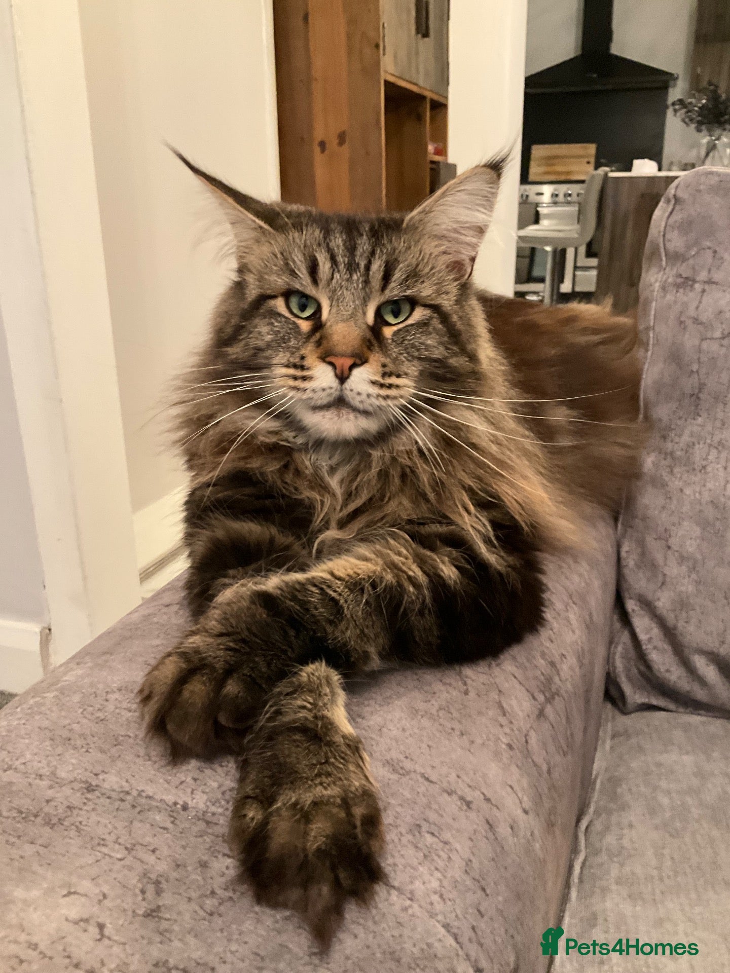 Maine Coon cats Very large Main coon for Stud - Advert 8
