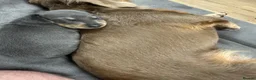 Dachshund dogs for sale: Beautiful dachshund puppies  - Advert 6