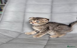 Scottish Fold cats for sale: Scottish mixed  - Image 15