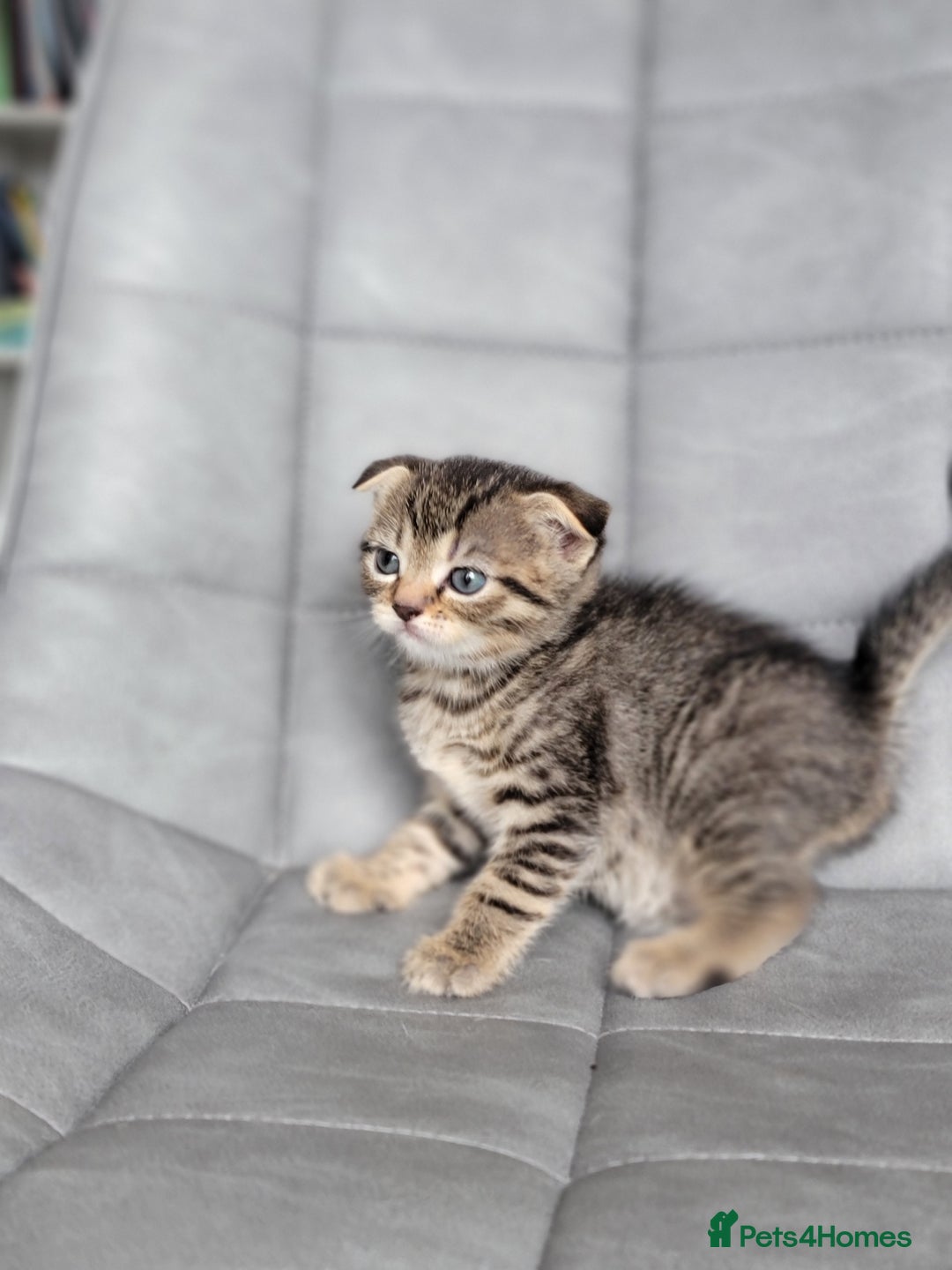 Scottish Fold cats for sale: Scottish mixed  - Image 15