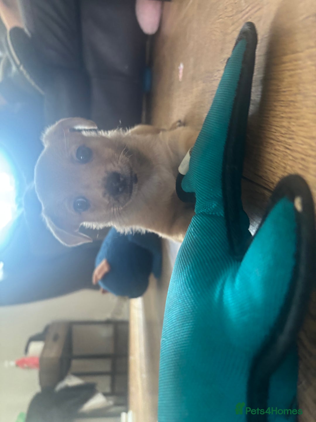 Chihuahua dogs for sale: 🩷 FAWN/ MERLE GIRL STILL AVAILABLE🩷 - Image 2