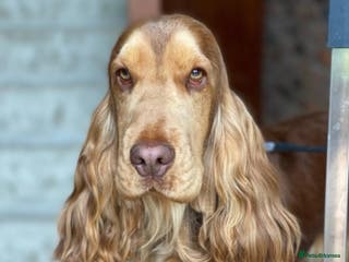 Cocker Spaniel dogs Stunning Proven Chocolate Sable for Stud in Doncaster - Advert 4