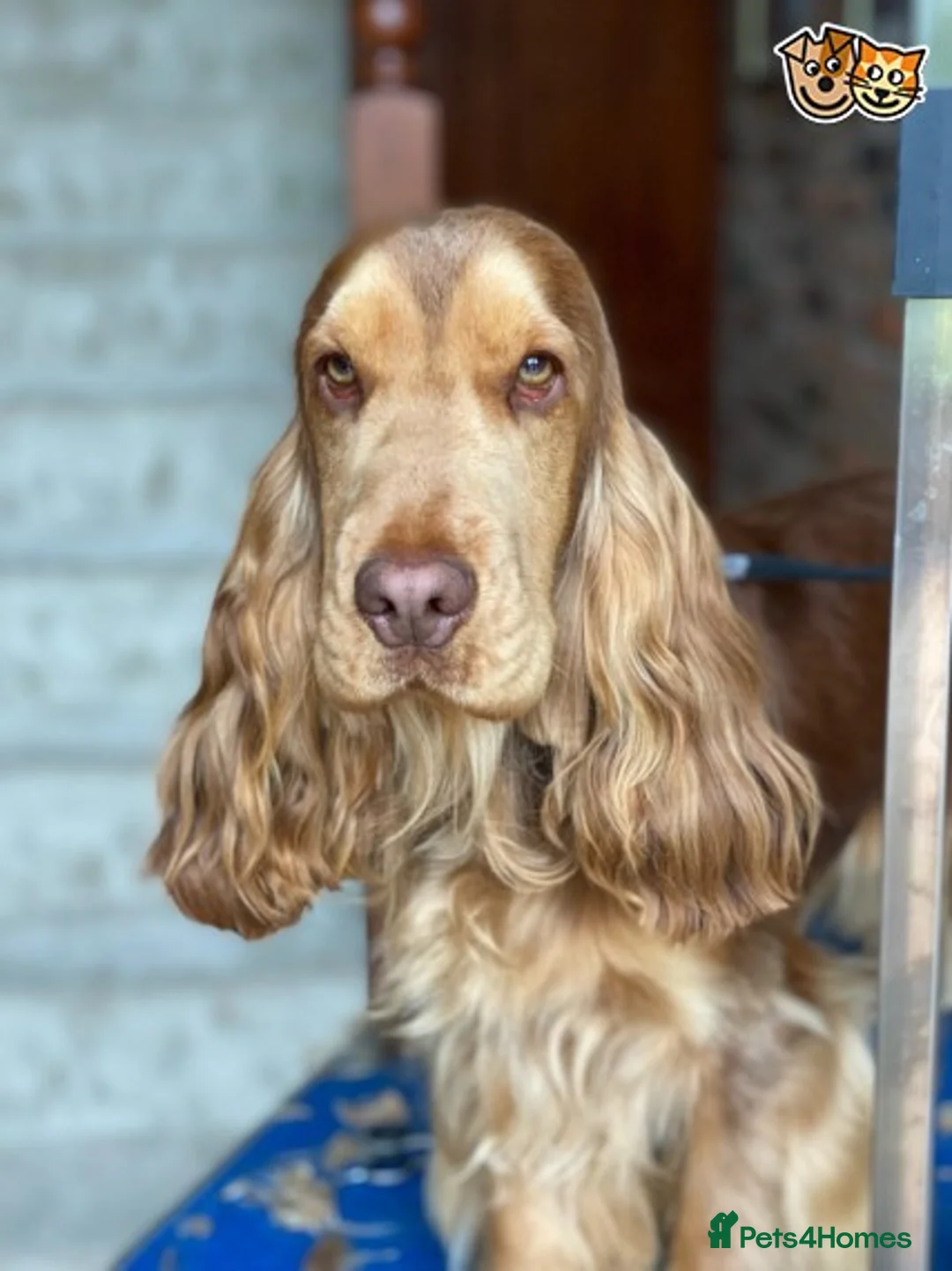 Cocker Spaniel dogs for stud: Stunning Proven Chocolate Sable for Stud in Doncaster - Advert 1