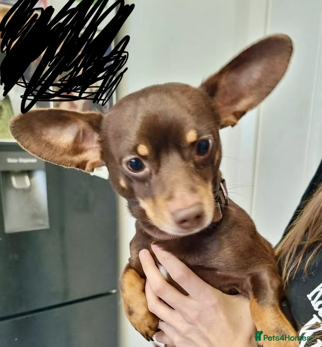 Chiweenie dogs for sale: Chiweenie in Liverpool - Advert 2