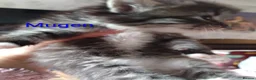 Siberian cats for sale: Adorable Siberian kittens - Advert 18