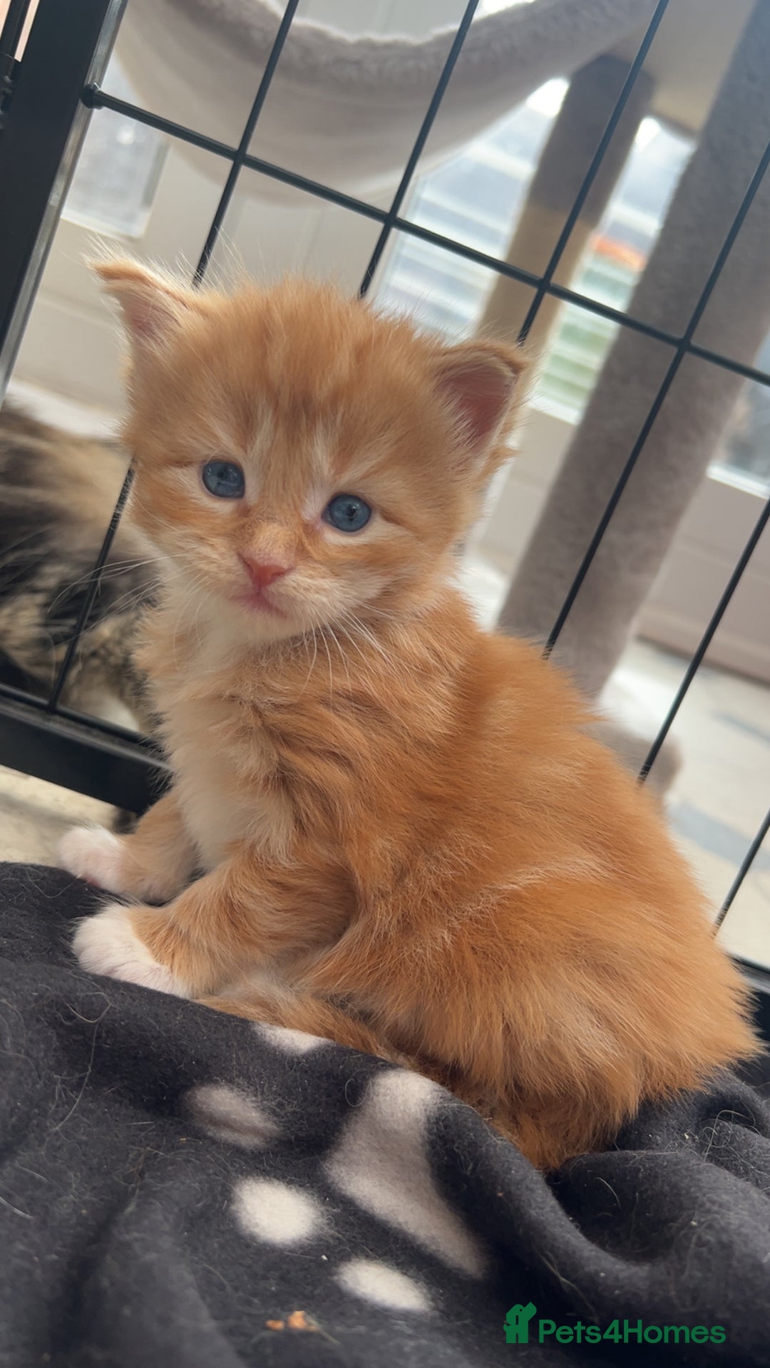 Maine Coon cats for sale: Maine Coon Kittens  - Image 7