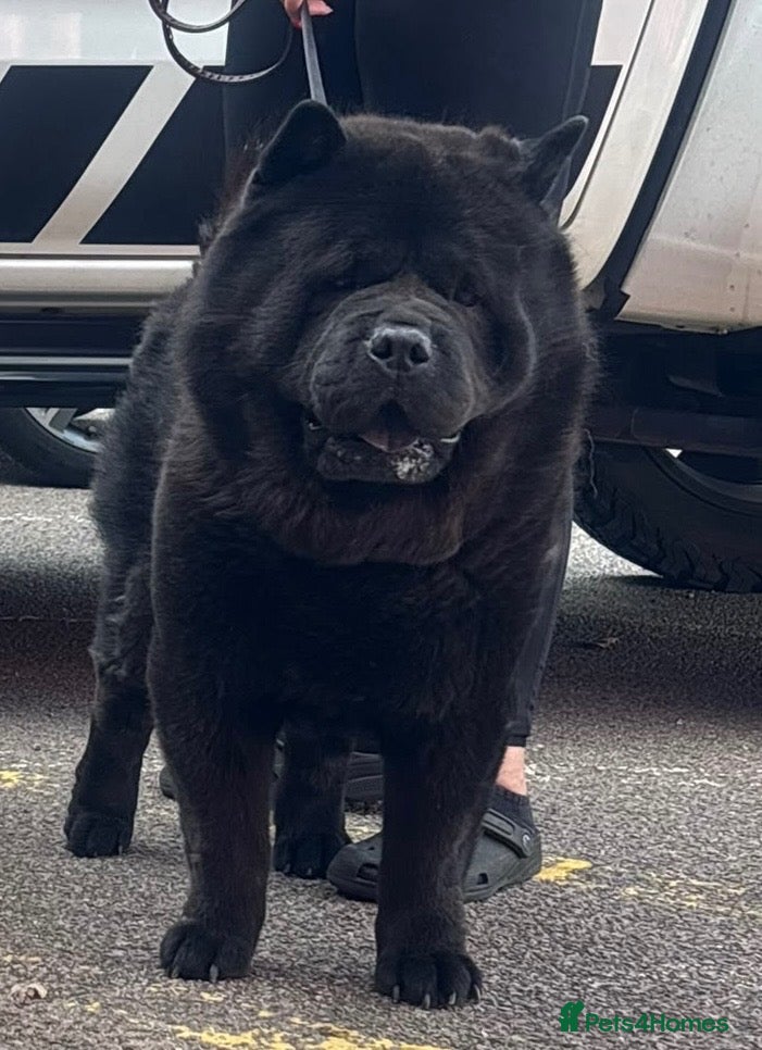 Chow Chow dogs RAVEN smooth coat chow  - Advert 1