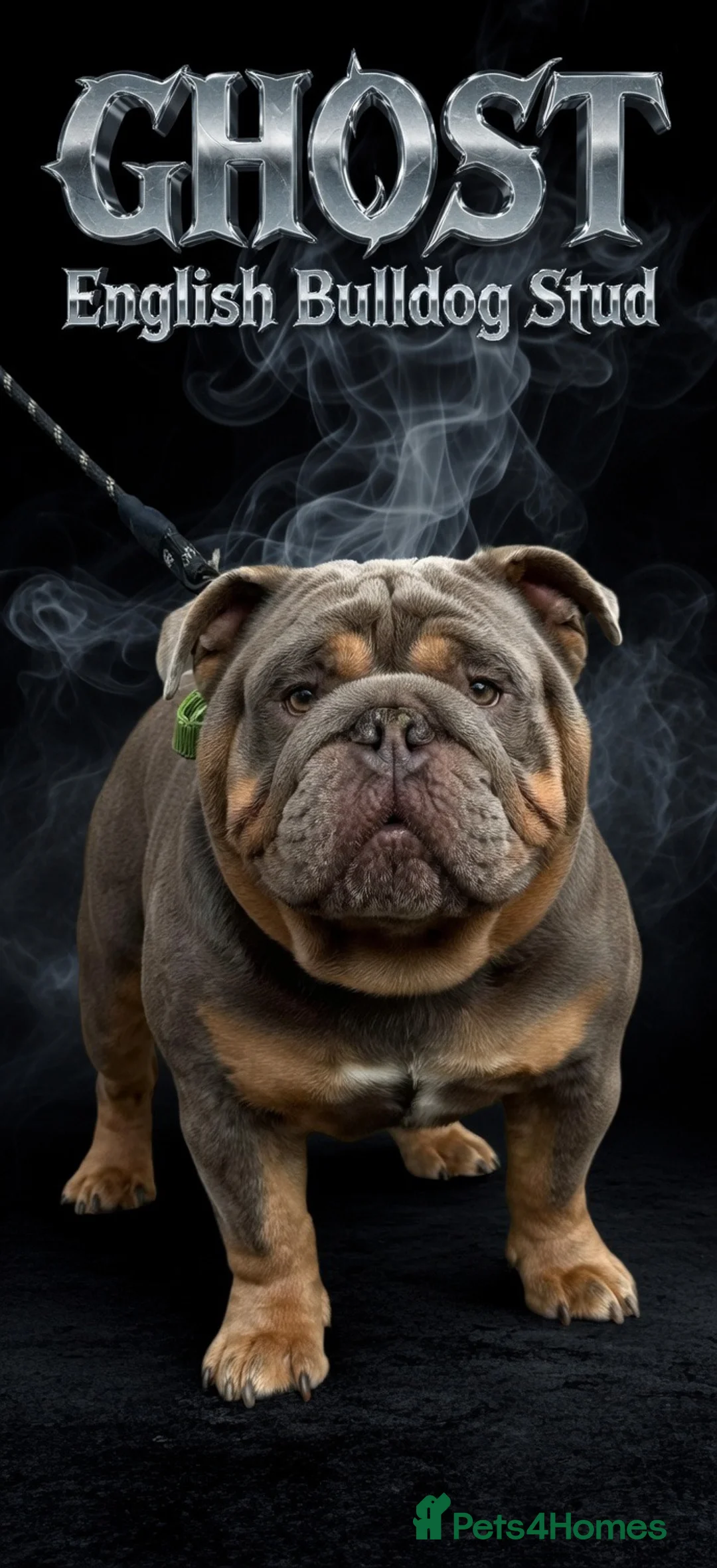 English Bulldog dogs for stud: King Nemesis Son English bulldog stud well proven - Advert 1