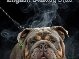 English Bulldog dogs King Nemesis Son English bulldog stud well proven - Advert 19