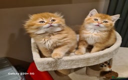 Scottish Fold cats for sale: Scottish fold/straight looking for home  - Image 33