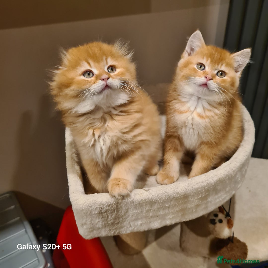 Scottish Fold cats for sale: Scottish fold/straight looking for home  - Image 33